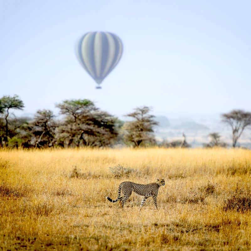 Cheetah with hot air balloon on Tanzania safari Cheetah with a hot air balloon on Tanzania Northern Circuit safari tour
