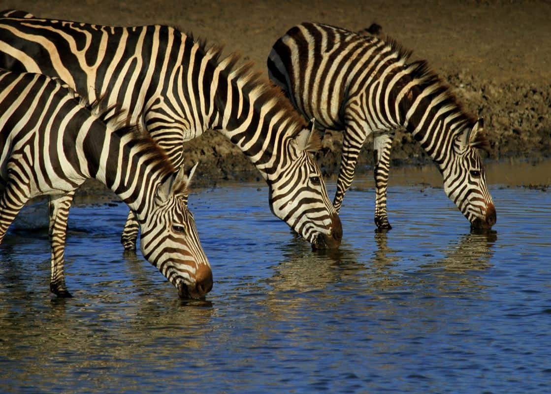 Zebras Tanzania Zebras drinking at a watering hole in Serengeti National Park in Tanzania