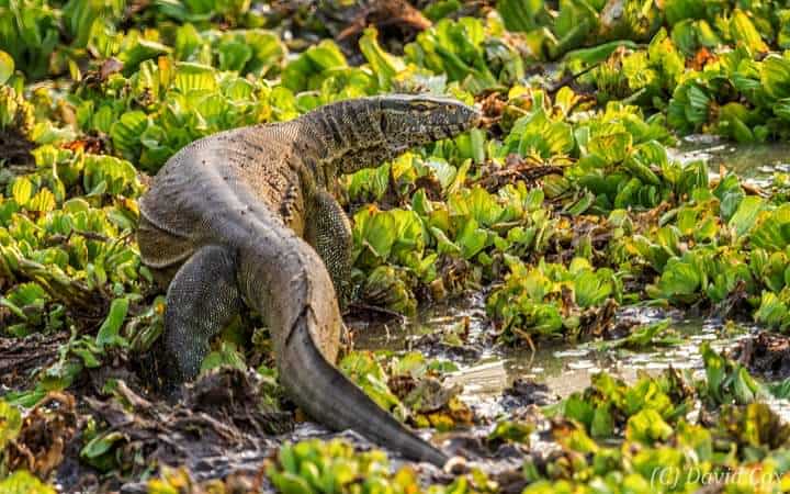 Monitor lizard Tanzania A monitor lizard in a coastal wetland environment in Tanzania