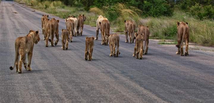 Pride of lions in Tanzania A pride of lions walking along a road in Tanzania