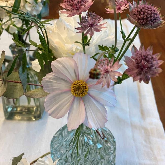 Cosmee küsst Astranthia