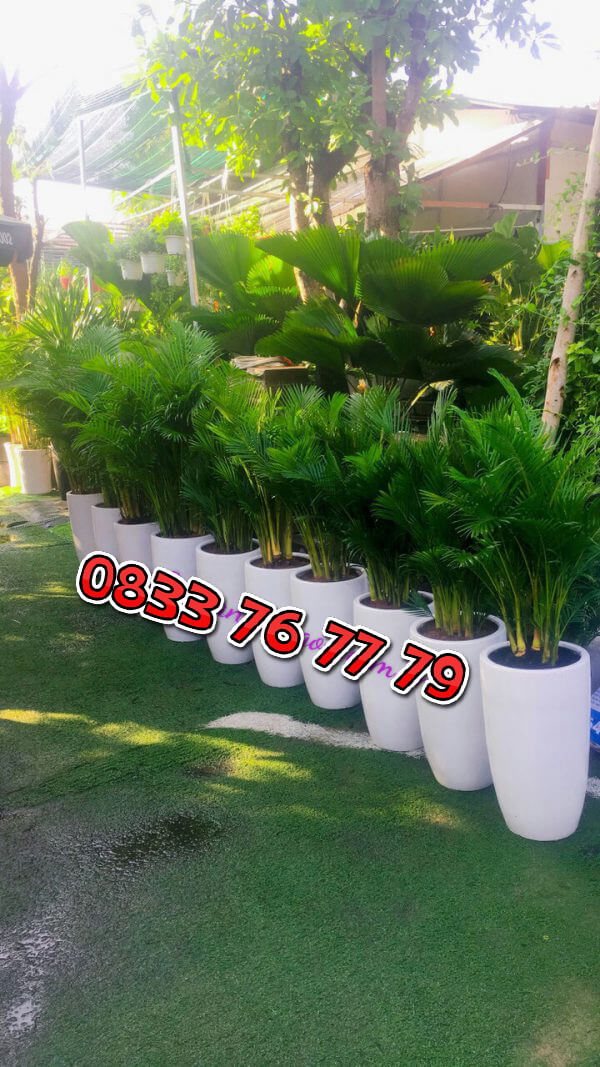 ay cau vàng tại vựa kiểng Đại Phát