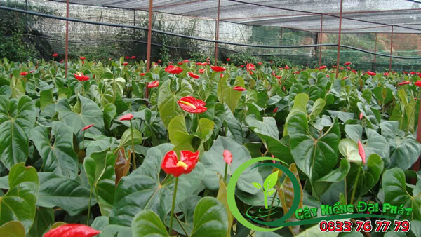cay hong mon 4