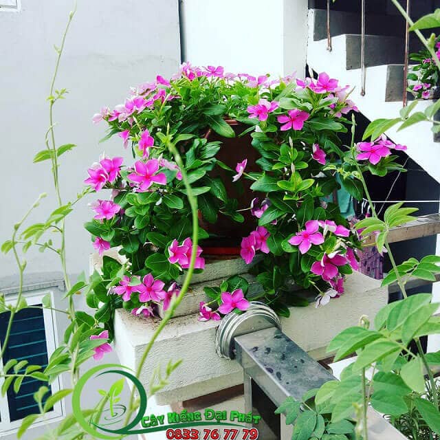 bong dua can 5