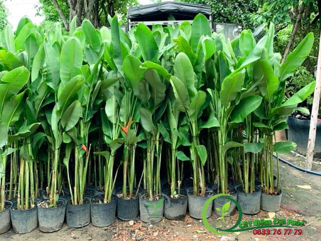 ban cay chuoi phao 3