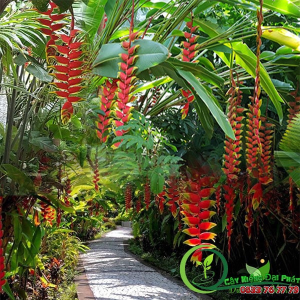 ban cay chuoi phao 4