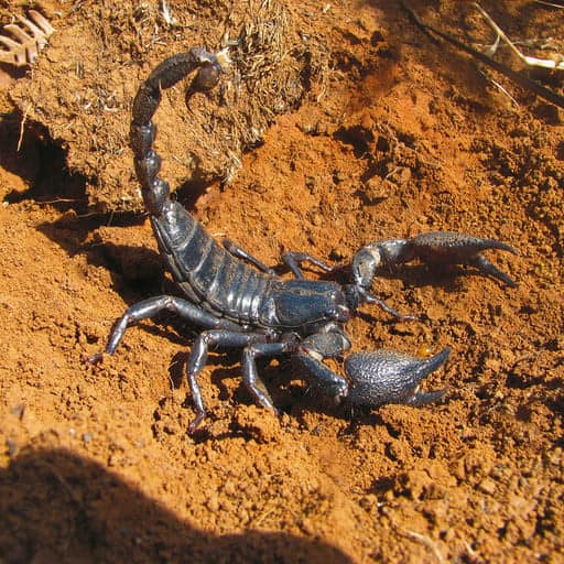 scorpion