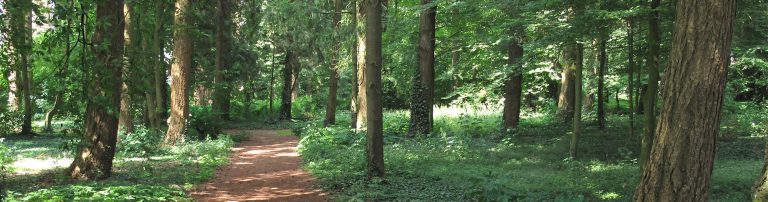 Afbeelding van een bos