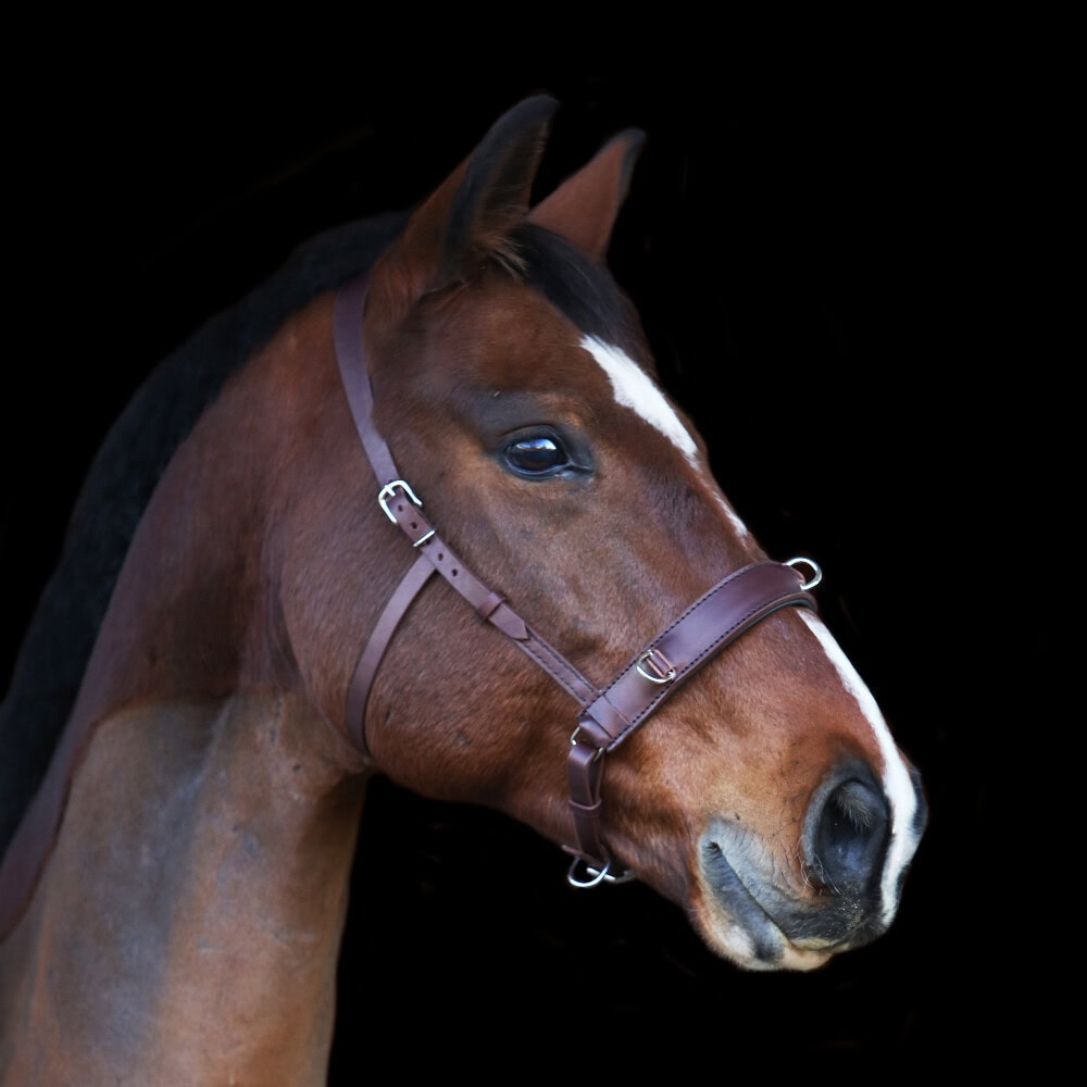 Waldhausen - Bride De Longe Anatomique En Cuir, Marron, Pour Chevaux De Sang, Rembourrée Front/nuque, Quincaillerie Inox, Ajustable