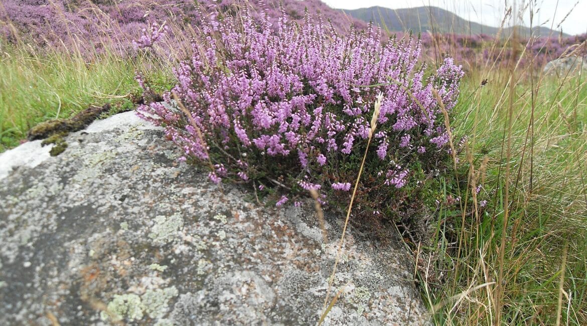 Scottish Heather: A Blossoming Emblem of Scotland’s Beauty