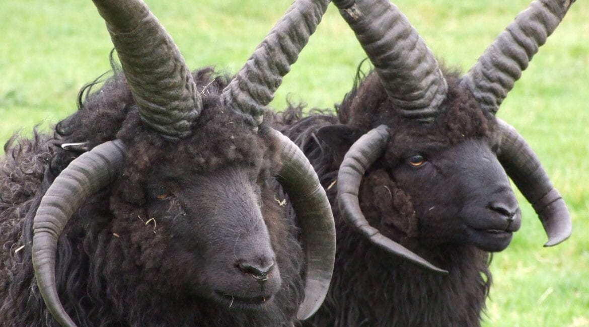 Flocks of Tradition: The Enduring Presence of Sheep on the Isle of Lewis