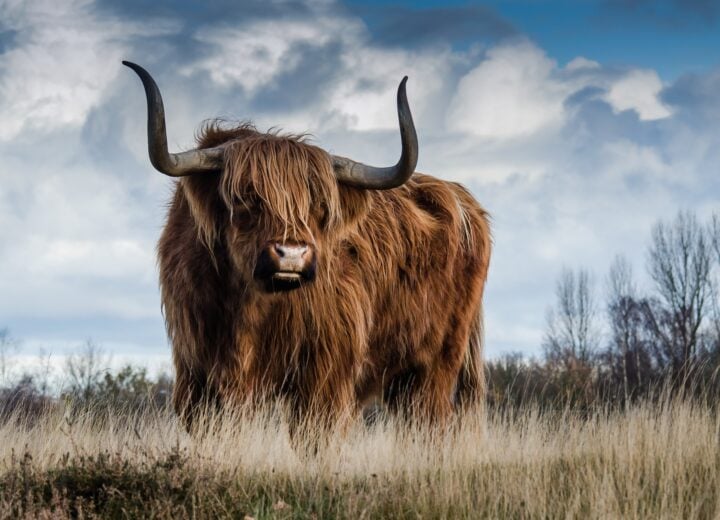 Highland Cow vs. Dairy & Beef Cows: Beyond the Moo