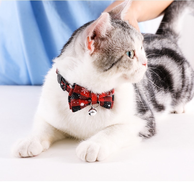 Dog/Cat Collars for Puppy Small Dogs