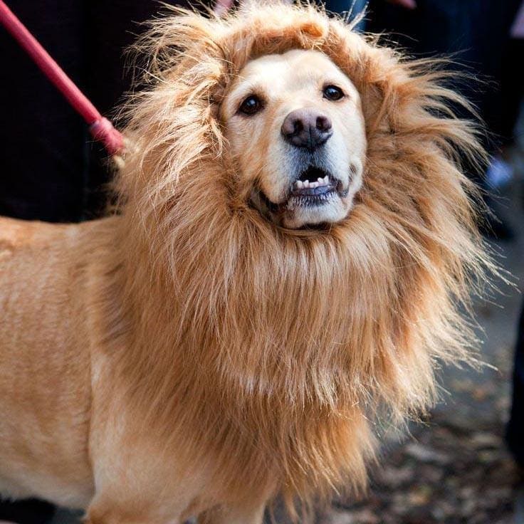 Dog Lion Costume Clothes for Big and Small Dog