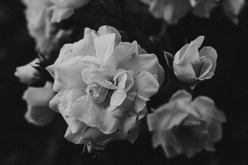 Lidando com a morte de um ente querido