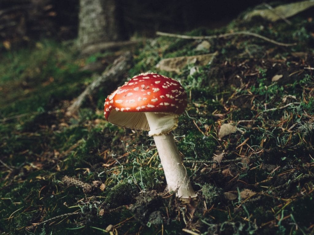 Disposition of Remains - Mushroom
