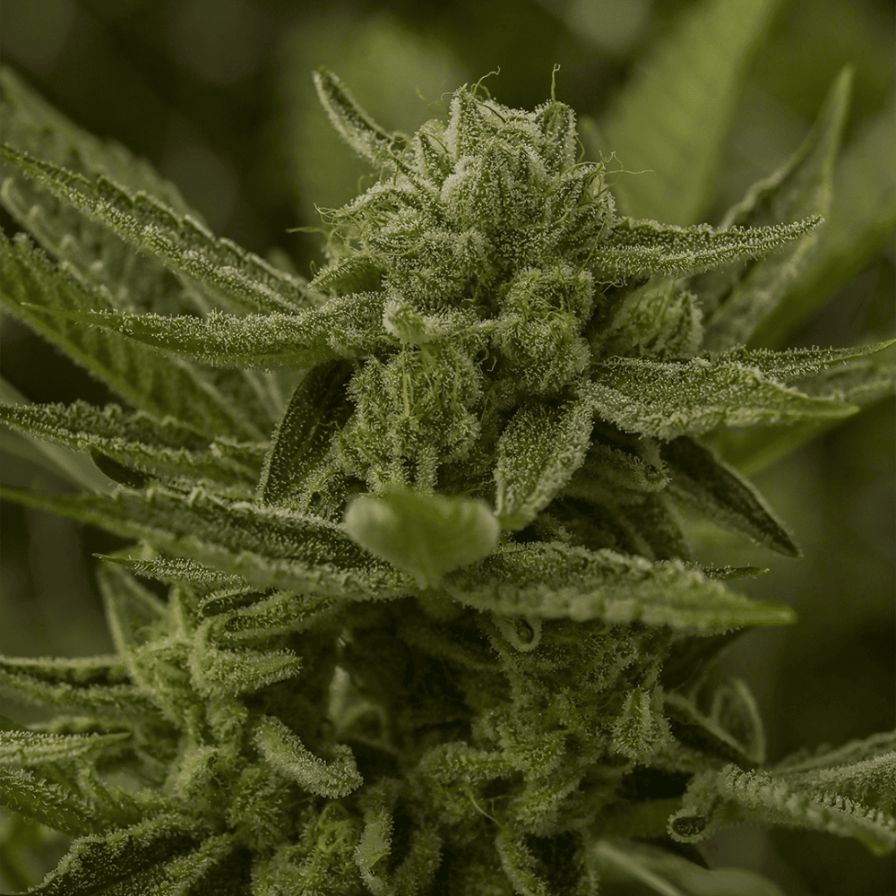 A trichome covered Cheetah P plant by FRX.
