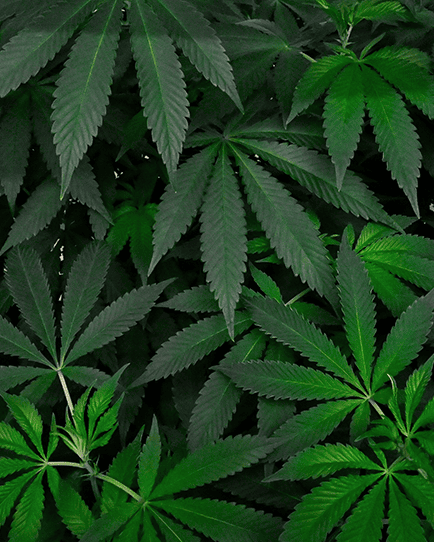 Fan leaves