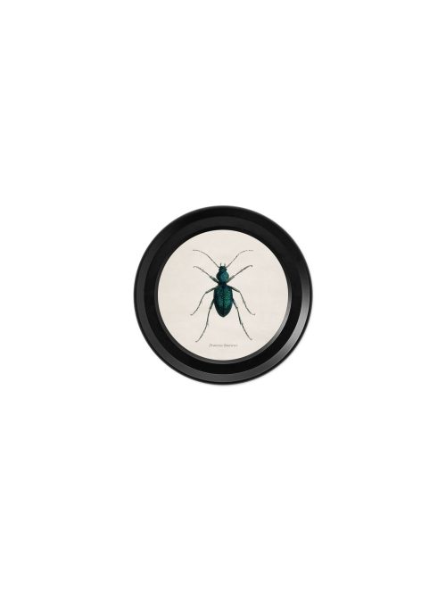 Collection of Beetles in Mini Round Frames