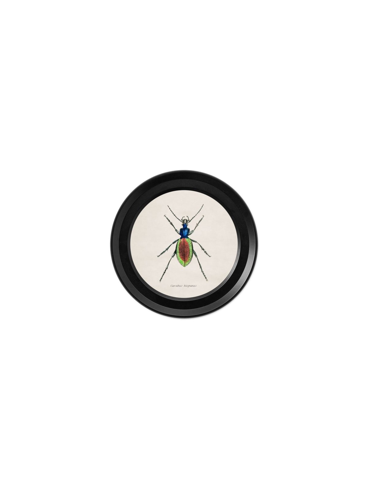 Collection of Beetles in Mini Round Frames