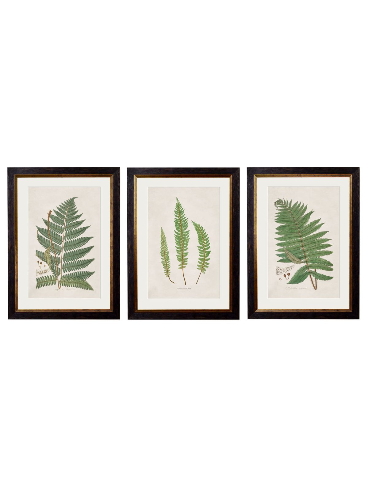 Collection of Ferns
