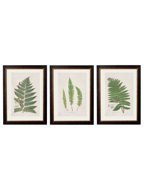 Collection of Ferns