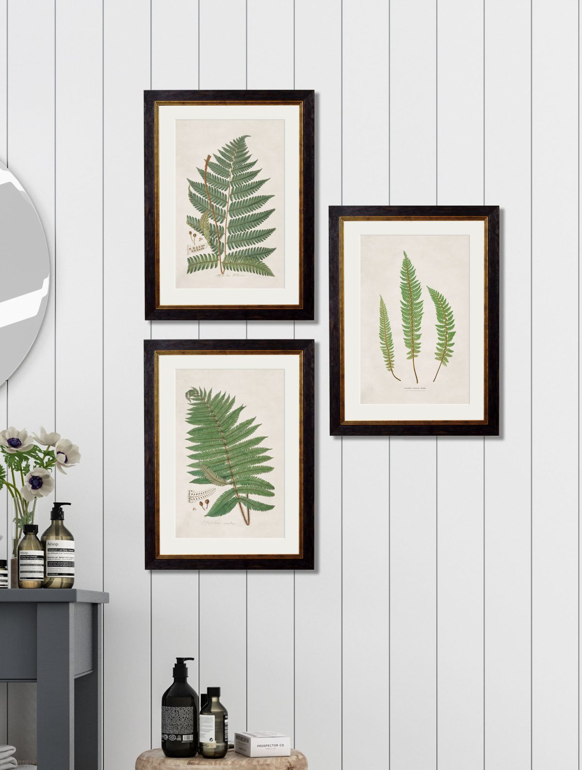 Collection of Ferns