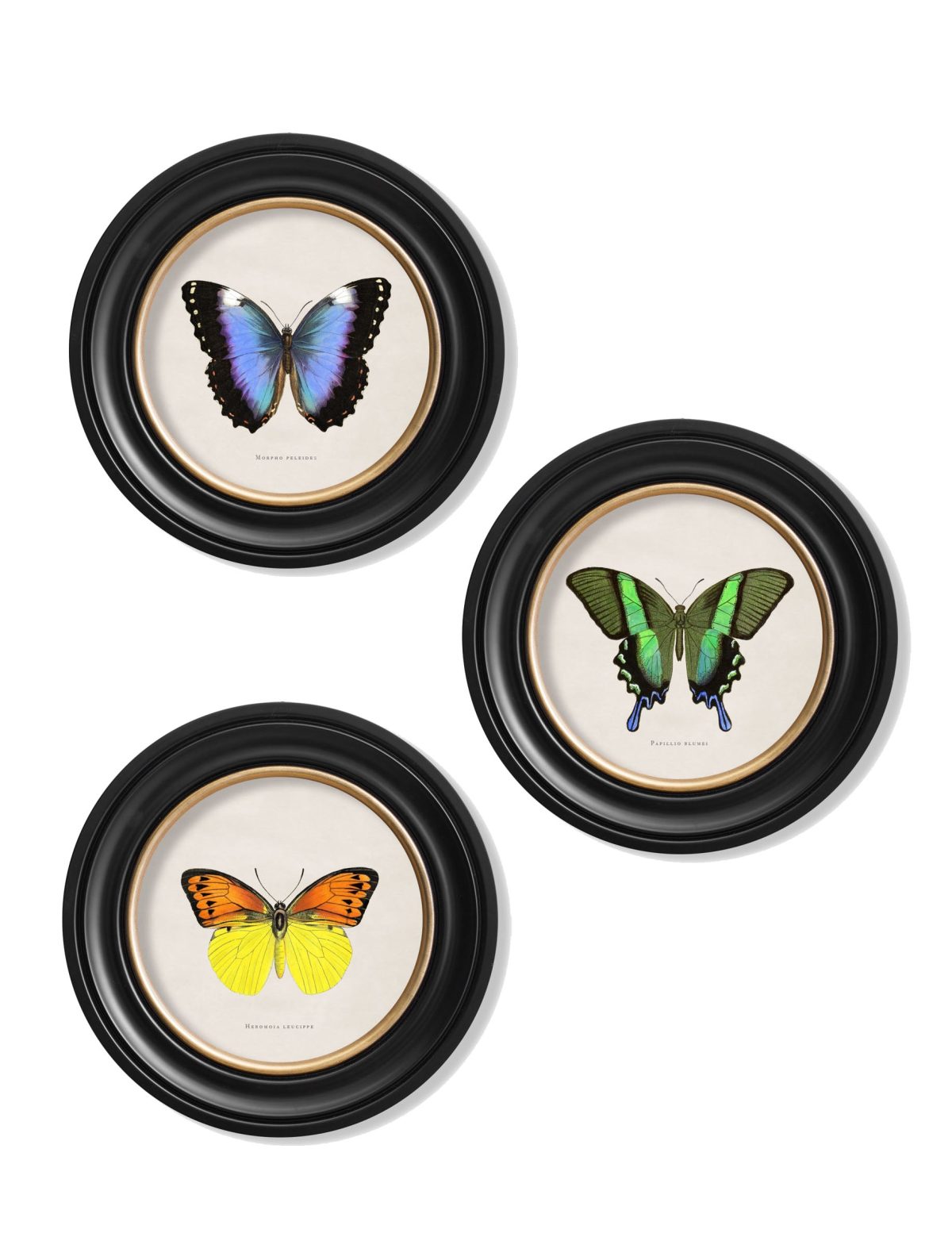 Tropical Butterflies - Round Frames