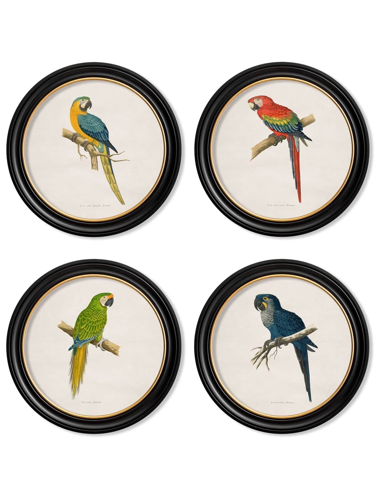 Collection of Macaws in Round Frames