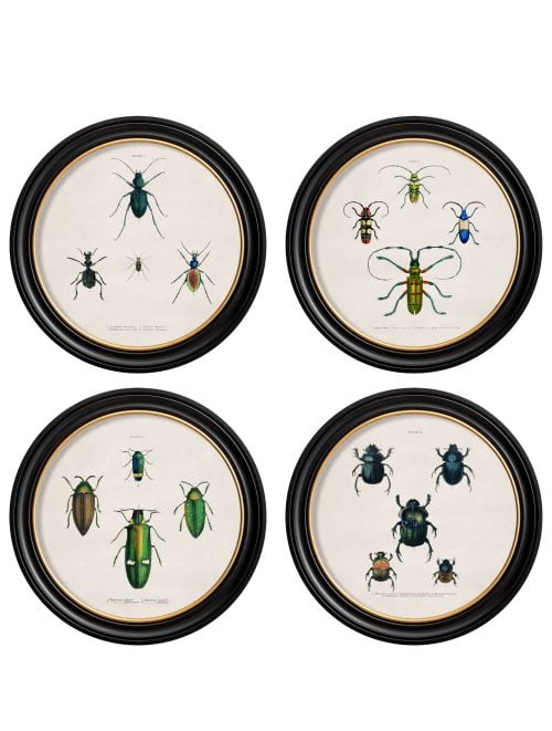 Beetle Plates - Round Frame