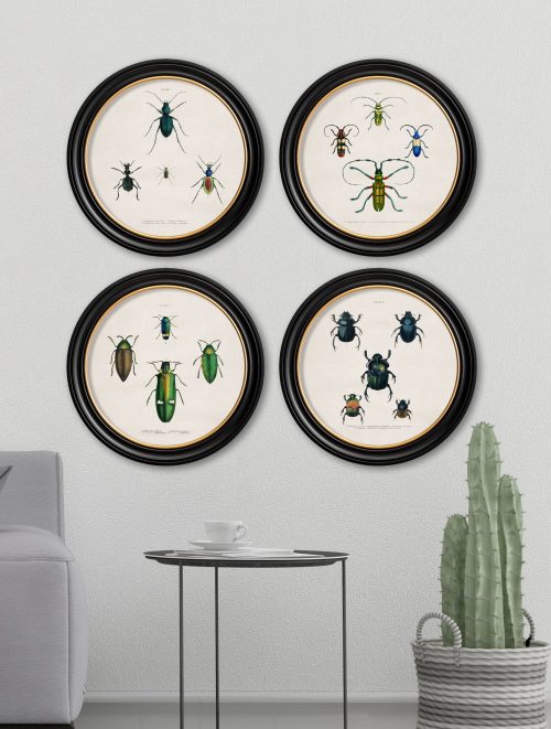 Beetle Plates - Round Frame