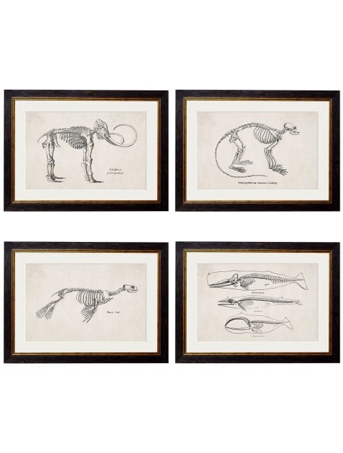 WALL-ART-1870-Anatomical-Skeletons