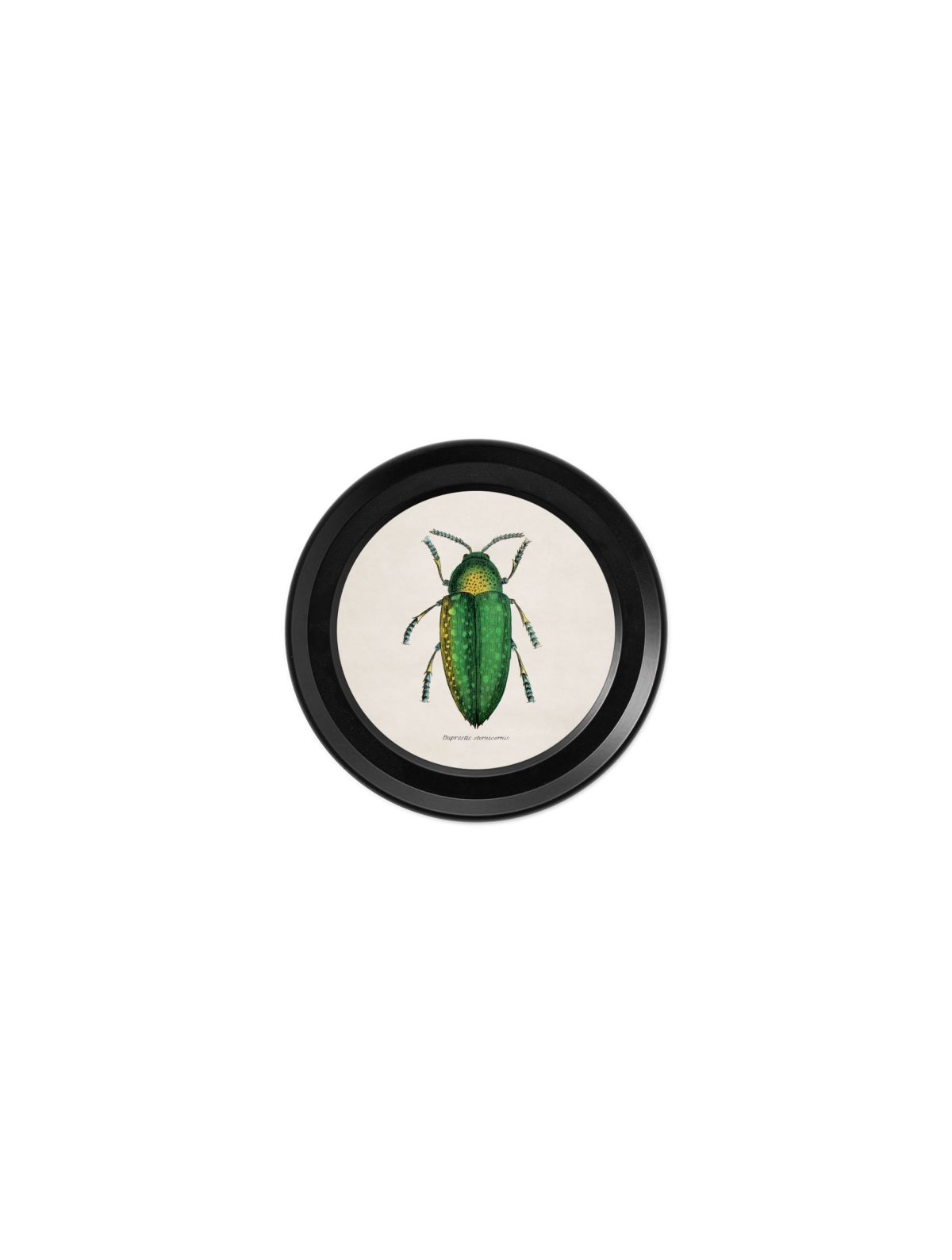 Collection of Beetles in Mini Round Frames
