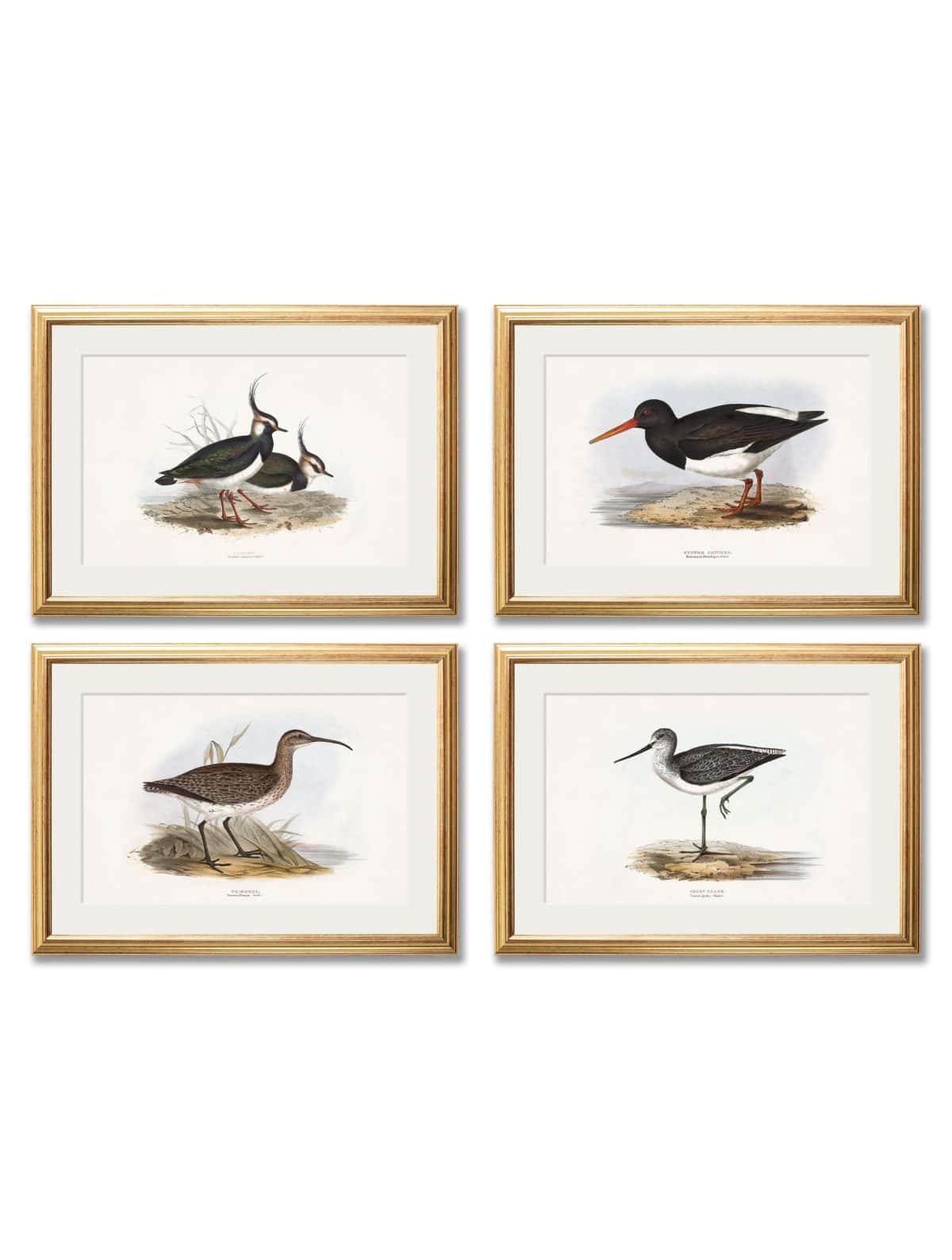 British Coastal Birds