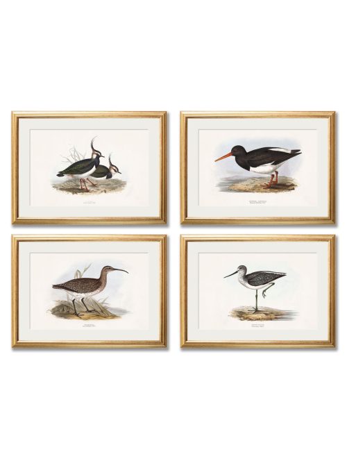 British Coastal Birds