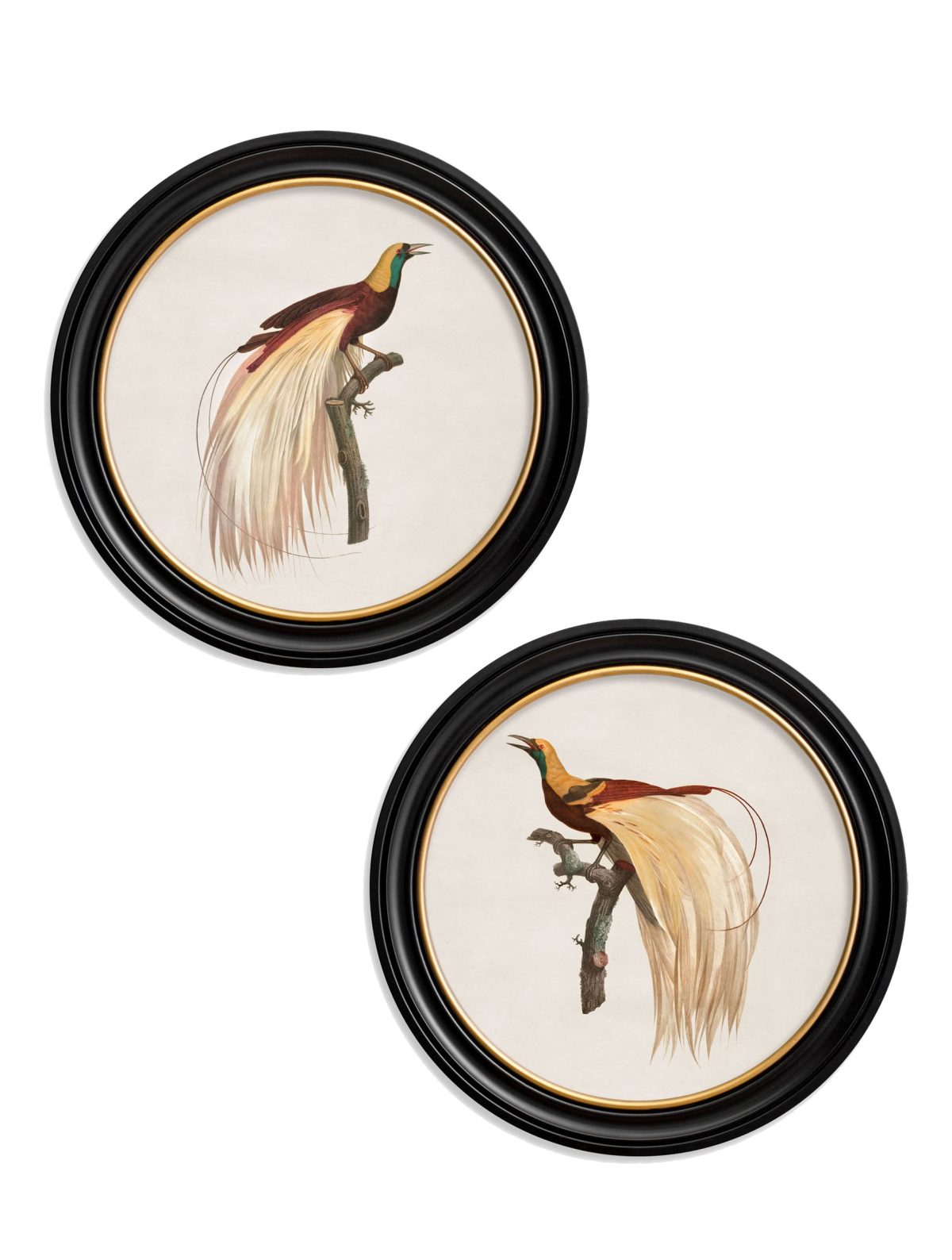 Birds of Paradise - Round Frames