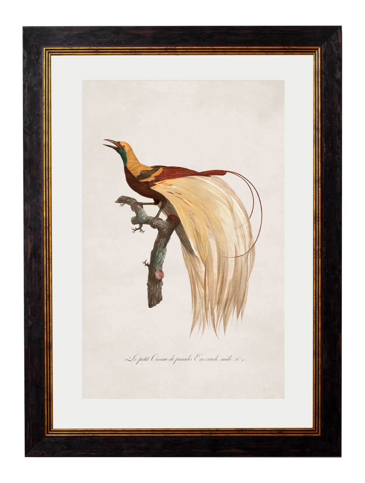 Birds of Paradise