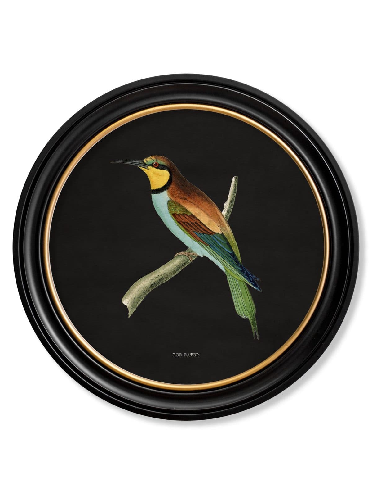 Kingfisher and Bee Eater - Black