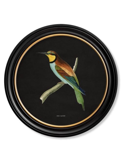 Kingfisher and Bee Eater - Black