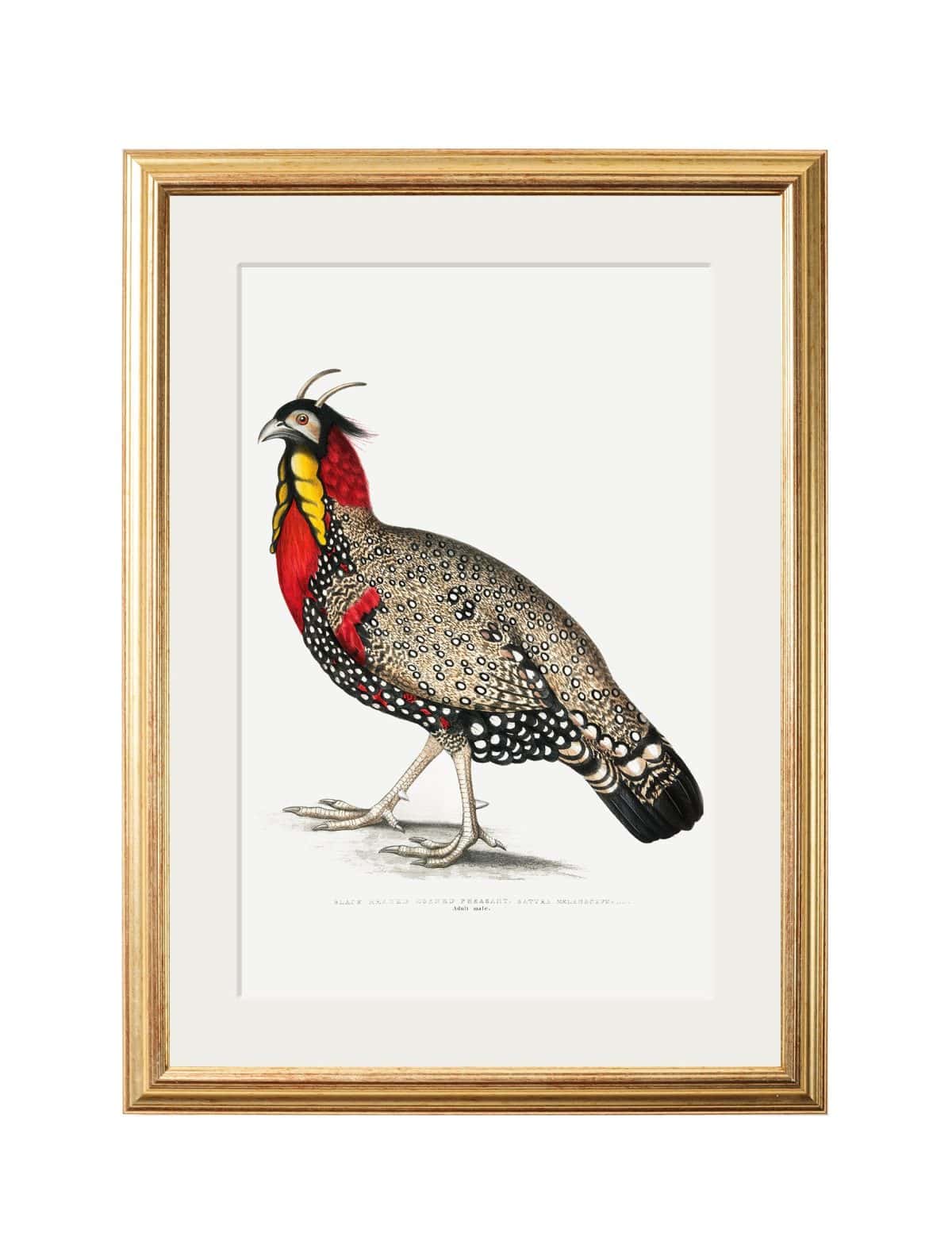Black Headed Pheasants