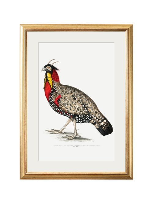 Black Headed Pheasants
