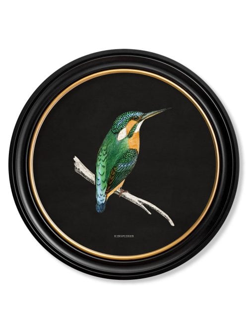 Kingfisher and Bee Eater - Black