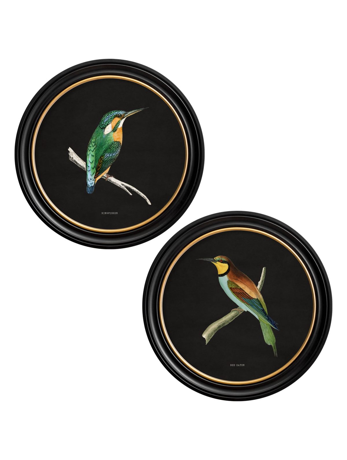 Kingfisher and Bee Eater - Black