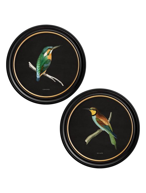 Kingfisher and Bee Eater - Black