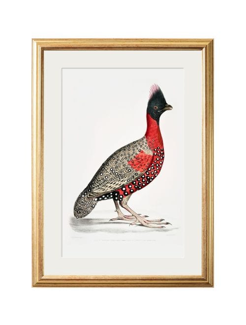 Black Headed Pheasants