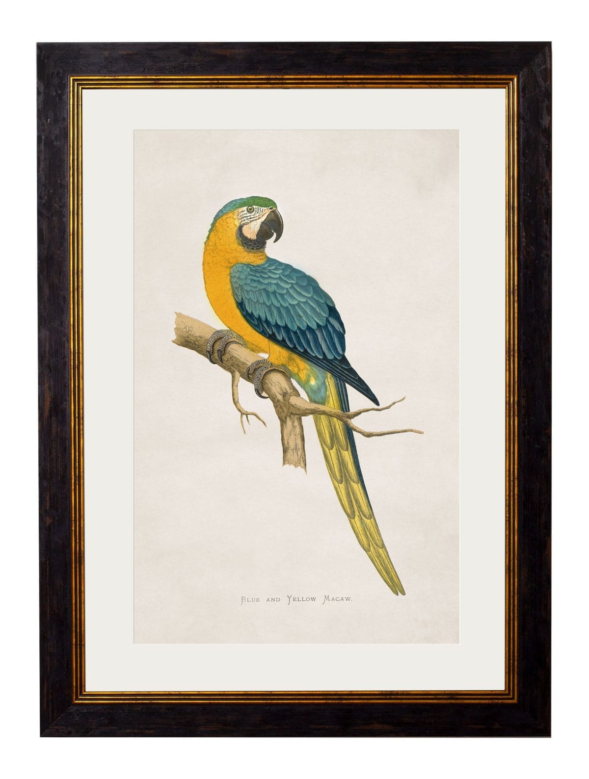 Macaws