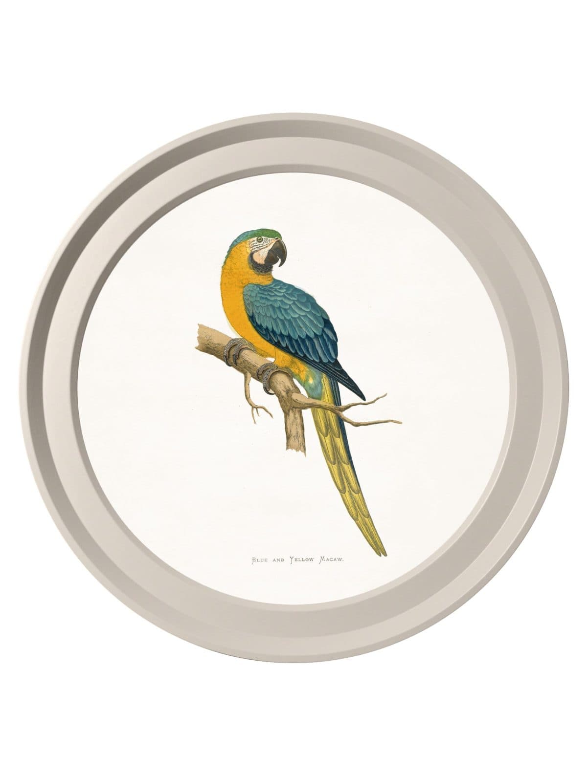 Collection of Macaws in Light Round Frames