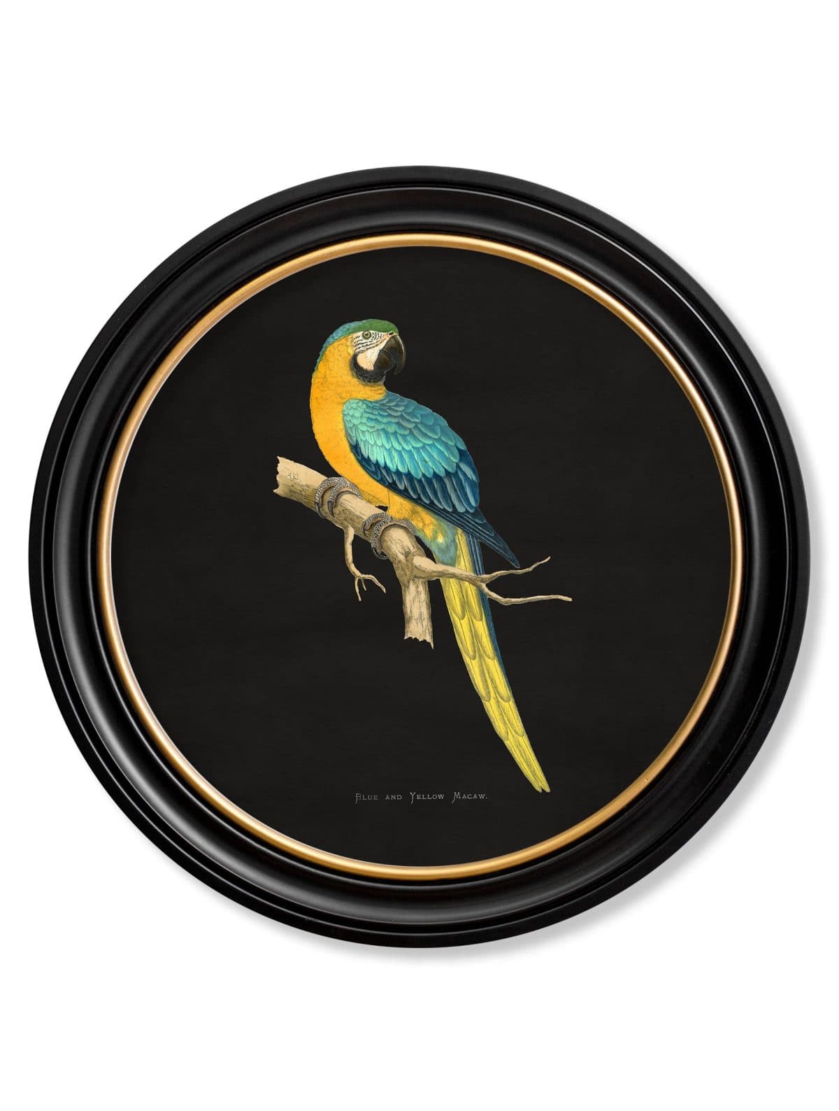 Collection of Macaws in Round Frames - Black
