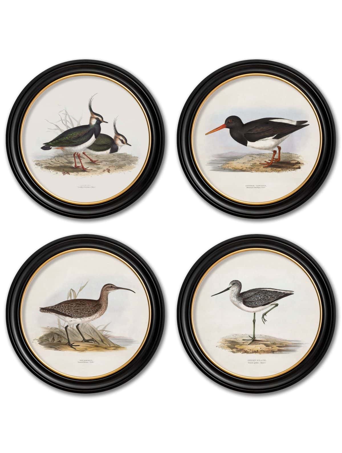 British Coastal Birds - Round