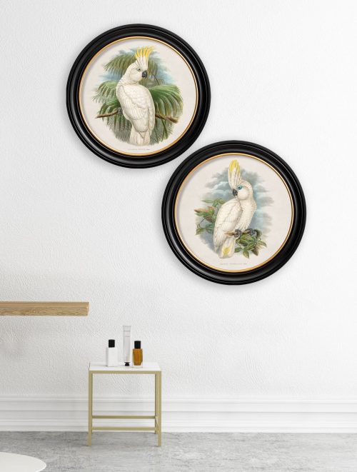 Cockatoos - Round Frames